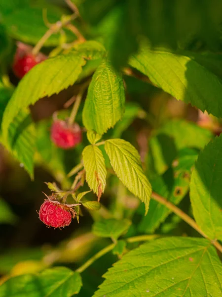 Yeşil arka plan makrosu üzerinde bir bahçede olgun ahududu. Yakın plan. sağlıklı meyve. Düşük insülin besin.