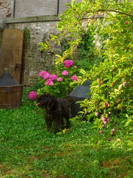 Siyah Teriyer su köpeği merdivenlerin başındaki çimlerin üzerinde oturur ve bahçe görüntüsüne girer..