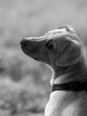 Sophie bej renkli melez köpek yavrusu yazları yeşil çimlerde hayat buluyor.