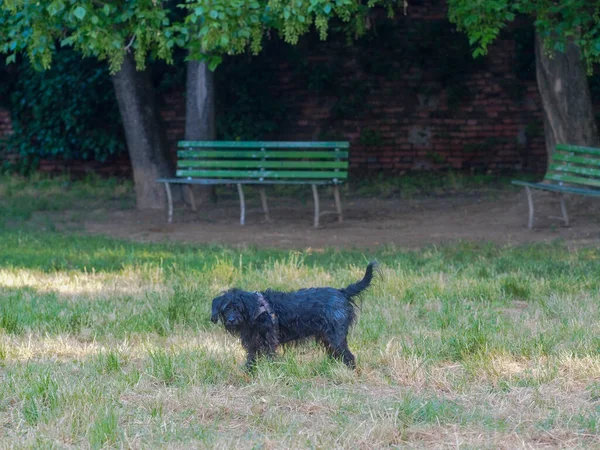 elderly terrier black pensioner having good time in the park in summertime Dogs during heat wave concept.