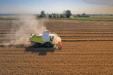 Bir altın buğday tarlası, toz bulutu hasat et. Hava görüntüsü. Hasat tahıl ambarı, hasat zamanı olgunlaşmış buğday. Tarım işi. Güneşli havada hasat edin.