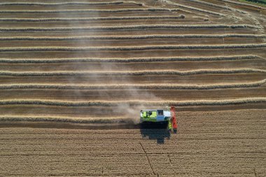 Bir altın buğday tarlası, toz bulutu hasat et. Hava görüntüsü. Hasat tahıl ambarı, hasat zamanı olgunlaşmış buğday. Tarım işi. Güneşli havada hasat edin.