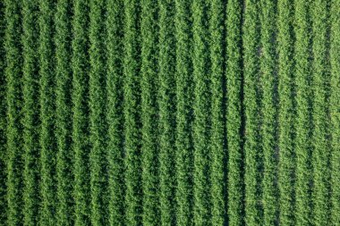 Çizgili domates çiftliği, sulandırılmış. damla damla, gökyüzü görüntüsü, üstgeçit