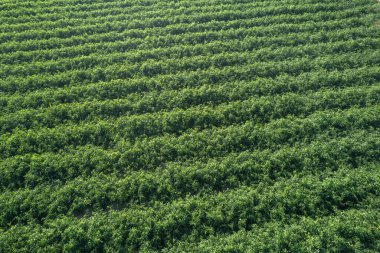 Çizgili domates çiftliği, sulandırılmış. damla damla, gökyüzü görüntüsü, üstgeçit