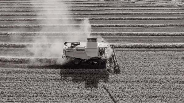 Harvest Golden Wheat Field Dust Clouds Aerial Shot Harvester Fill — Stock Photo, Image