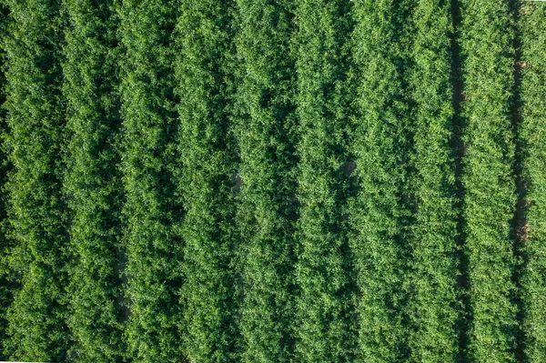 ストライプのトマトプランテーション ドロップ 空中ビュー フライオーバーで — ストック写真