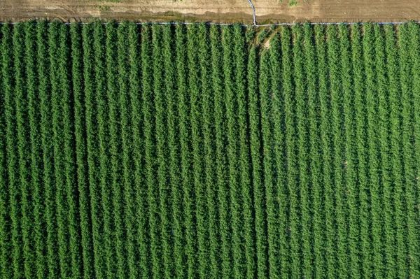 Çizgili Domates Çiftliği Sulandırılmış Damla Damla Gökyüzü Görüntüsü Üstgeçit — Stok fotoğraf