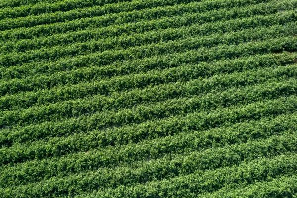 Tomato Plantation Stripes Irrigated Drop Aerial View Flyover — Stock Photo, Image