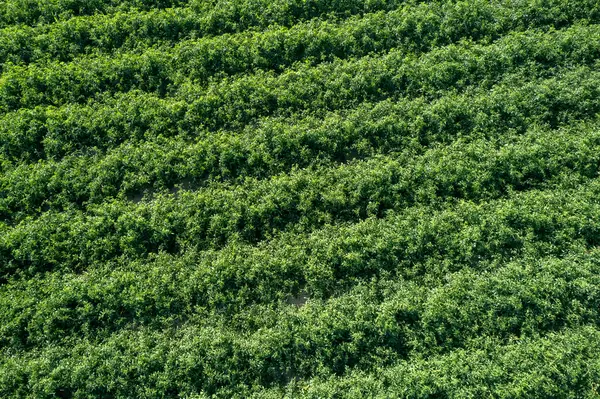ストライプのトマトプランテーション ドロップ 空中ビュー フライオーバーで — ストック写真