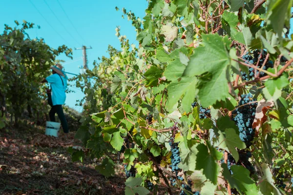 Kobieta Rolnik Wykończenie Sauvignon Winogrona Nożyczkami Roślin Gospodarstwie Winiarskim Okresie — Zdjęcie stockowe