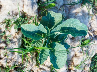 Sürdürülebilir, biyolojik olarak çözünebilir ot yokedici ürün ve toprak nemlendirici için koyun yünü üzerinde sıralanmış organik lahana..