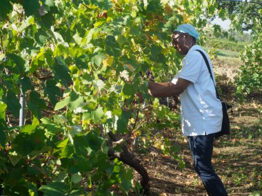 Kadın çiftçi Sauvignon üzümünü yaz mevsiminde şarap çiftliğindeki bitki makasıyla biçiyor.