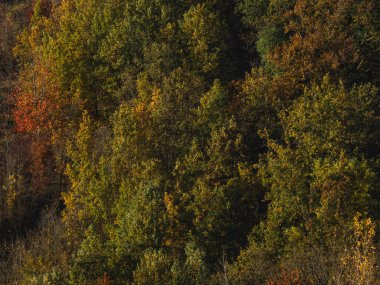 Renkli manzara, parkta altın kırmızı ağaçlar, Arda Vadisi sonbahar sezonu, İtalya, Piacenza, Emilia Romagna