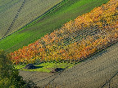 Kırmızı turuncu yapraklar, sonbahar yaprakları Arda Vadisi Piacenza İtalya tepelerindeki üzüm bağlarında sıralanmış üzüm yaprakları.
