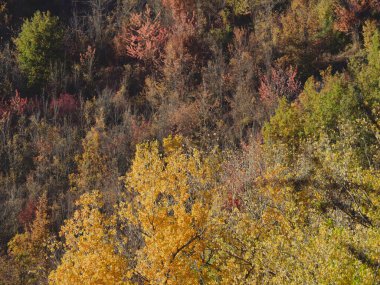 Renkli manzara, parkta altın kırmızı ağaçlar, Arda Vadisi sonbahar sezonu, İtalya, Piacenza, Emilia Romagna