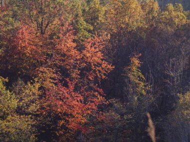 Renkli manzara, parkta altın kırmızı ağaçlar, Arda Vadisi sonbahar sezonu, İtalya, Piacenza, Emilia Romagna