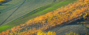 Kırmızı turuncu yapraklar, sonbahar yaprakları Arda Vadisi Piacenza İtalya tepelerindeki üzüm bağlarında sıralanmış üzüm yaprakları.