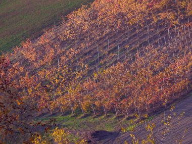 Kırmızı turuncu yapraklar, sonbahar yaprakları Arda Vadisi Piacenza İtalya tepelerindeki üzüm bağlarında sıralanmış üzüm yaprakları.