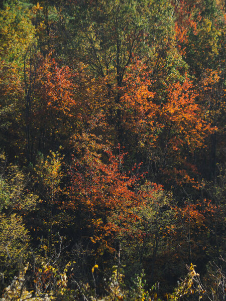 colorful landscape, golden red trees in park, Arda valley autumn season, Italy, Piacenza, Emilia Romagna