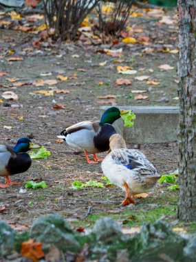 Salsomaggiore Romagna İtalya 'da bir göletin yanında duran ördekler.