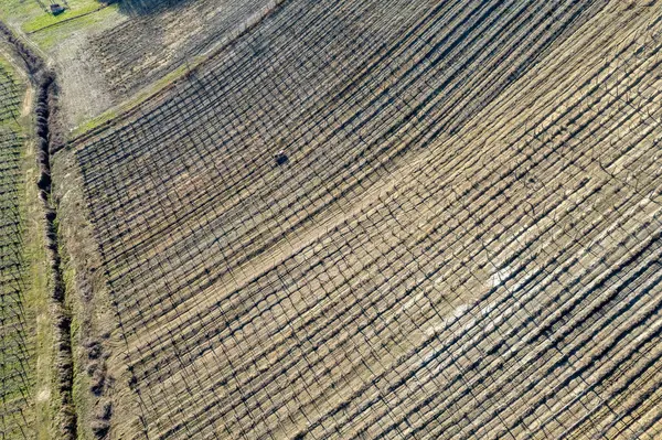 aerial drone photo crawled tractor working through wine yards rows during winter time in Arda Valley high res photo