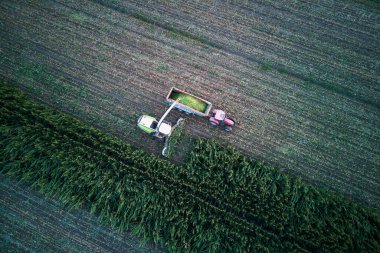 Hava gözlem dronu mısır hasatçısını vurdu sığırlar için yeşil tohum doğradı traktörle tarlaya çekildi.