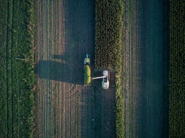 Hava gözlem dronu mısır hasatçısını vurdu sığırlar için yeşil tohum doğradı traktörle tarlaya çekildi.