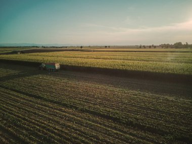 Hava gözlem dronu mısır hasatçısını vurdu sığırlar için yeşil tohum doğradı traktörle tarlaya çekildi.