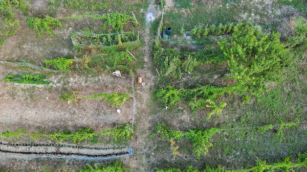 Aerial shot by drone of senior farmer digging soil to plant vegetables in summertime