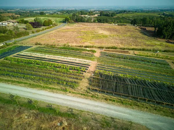 stock image aerial view drone shot of vegetables crops grow in organic vegetable garden during summertime, natural wool and plastic mulch during summertime