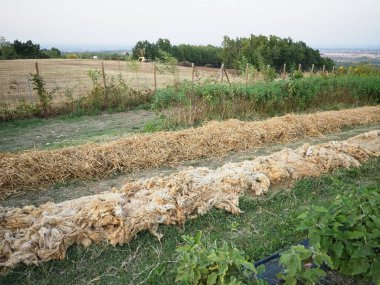 Yaz mevsiminde organik sebze bahçesinde sebze, yaz mevsiminde doğal yün ve plastik gübre yetiştirilir.