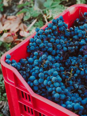 kırmızı şarap için toplanan mor üzümler.
