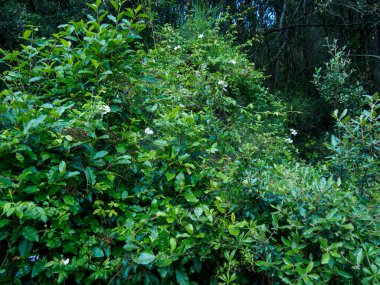 Le Marche İtalya yüksek çözünürlüklü görüntüsünde Conero Parkı Numana yakınlarında yürüyor