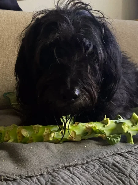 black terrier dog play eat log of brussels sprouts high res image