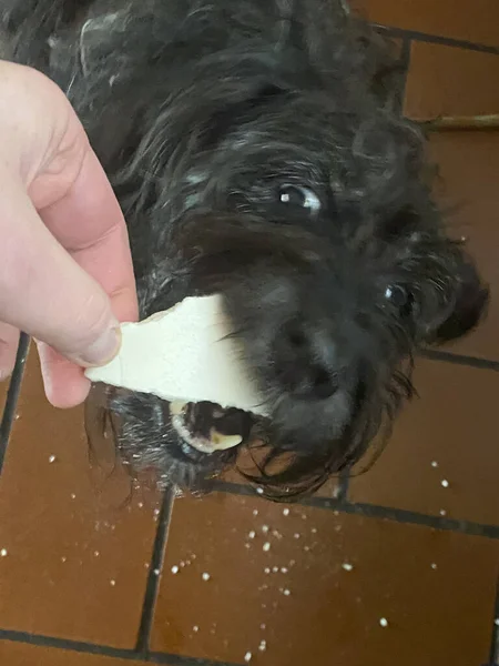 black terrier dog eating a piece of cheese high res image