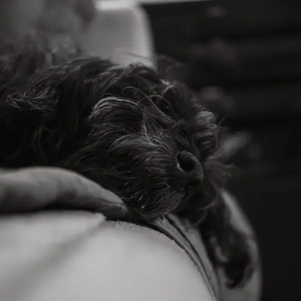 black terrier dog sleep lie in a sofa at home, selective focus, bokeh