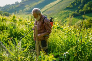 Yaşlı beyaz tenli güçlü çiftçi, tepelik arazide gün batımında ekinlerini bakır bitki öldürücüyle ilaçlıyor.