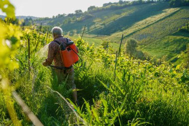 Yaşlı beyaz tenli güçlü çiftçi, tepelik arazide gün batımında ekinlerini bakır bitki öldürücüyle ilaçlıyor.