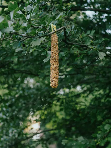 stock image Long tube feeder for wild birds hanging from a tree branch, filled with sunflower seeds and grains