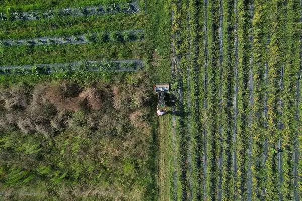 stock image Hardworking farmer mows lush green grass in his vegetable garden on a sunny day using a ride on mower, showcasing sustainable living practices and healthy food production