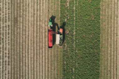 Taze toplanmış domatesleri kamyon römorkuna boşaltan domates hasatçısının hava görüntüsü. Alseno, Piacenza, Emilia, İtalya