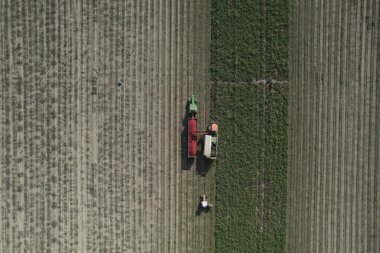 Domates tarlasının havadan görünüşü ve hasat makinesi çalışıyor ve domates topluyor. Alseno, Piacenza, Emilia, İtalya