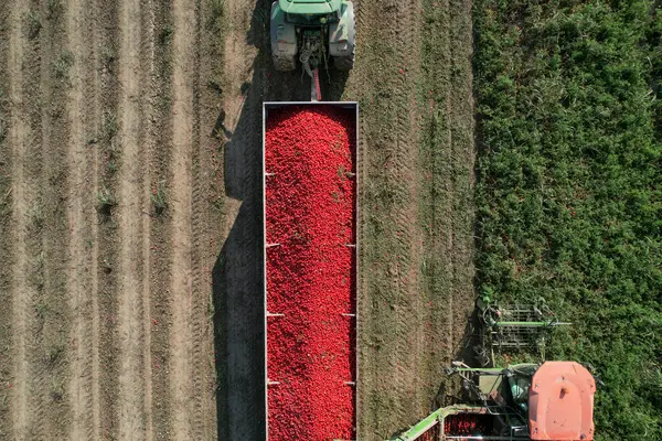 Taze toplanmış domatesleri kamyon römorkuna boşaltan domates hasatçısının hava görüntüsü. Alseno, Piacenza, Emilia, İtalya