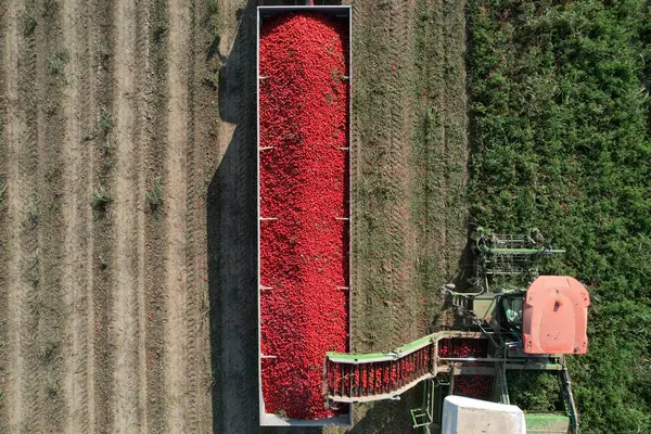 Endüstriyel domates hasadı bir biçerdöver eşliğinde ödüllerini bekleyen bir traktör römorkuna boşaltıyor. Alseno, Piacenza, Emilia, İtalya