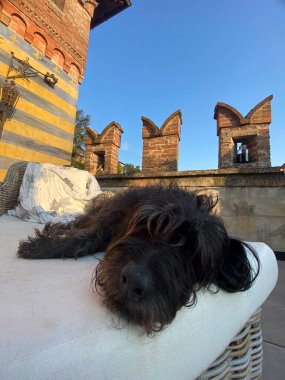 Siyah köpek, İtalyan ortaçağ şehir manzarasına bakan terasta huzur içinde uyuyor tuğla bacaları ve mavi gökyüzü ile.