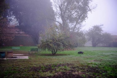  Kara köpek sisli bir günde ağaçlar ve banklarla parkta çimenlerde yürüyor.