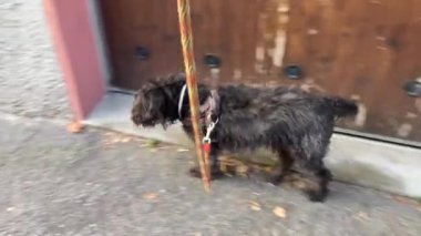 Küçük siyah teriyer yaralı bacağı olan yaşlı bir köpek, bina yakınlarında tasmayla yürüyor.