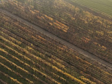 Martani 'de, Castell' Arquato, PC, İtalya sonbaharda bağların arasından geçen toprak bir yolun sersemletici hava görüntüsü. Castell 'Arquato, PC, İtalya