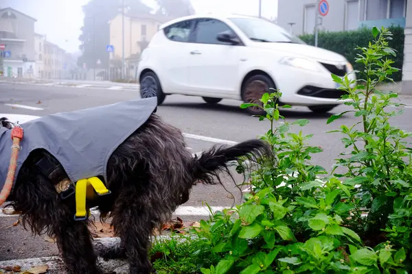 Cremona, İtalya - 7 Kasım 2024 Shaggy Dog bitkilerin üzerine işerken sisli şehir yolunda beyaz araba geçiyor