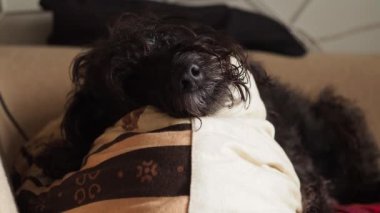 Yaşlı siyah teriyer köpeği rahat bir kanepede dinleniyor, battaniyeyle örtülmüş, huzurlu bir şekerleme yapıyor.